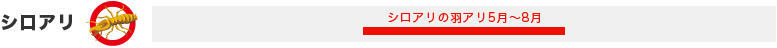 シロアリ/シロアリの羽アリ5月～8月